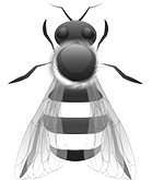 Zángano