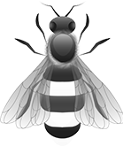 Abeja obrera